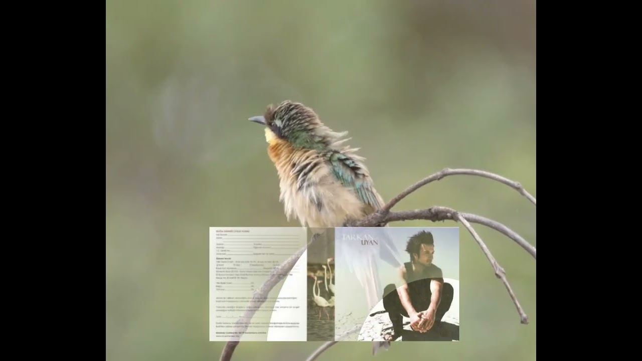 youtube placeholder image